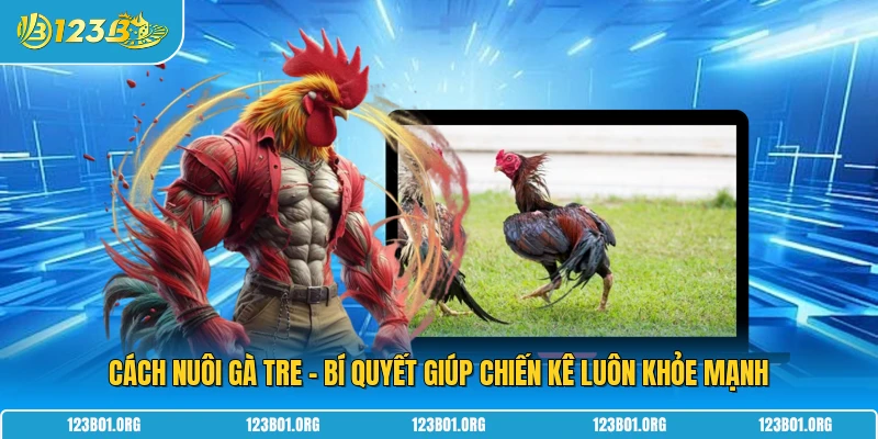 Cách Nuôi Gà Tre - Bí Quyết Giúp Chiến Kê Luôn Khỏe Mạnh