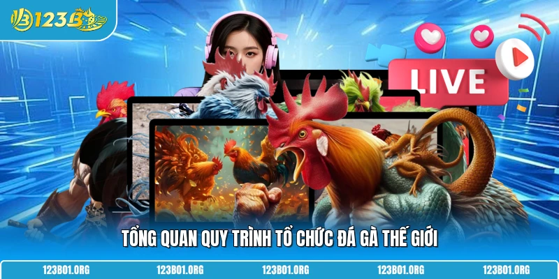 Tổng quan quy trình tổ chức đá gà thế giới